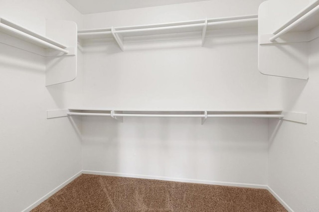 spacious closet featuring carpet floors