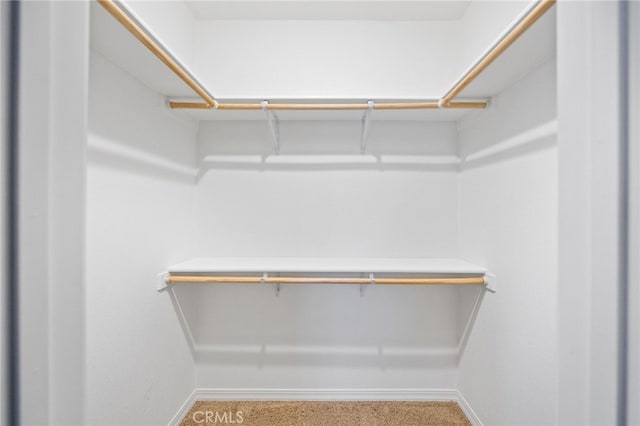 walk in closet with carpet flooring