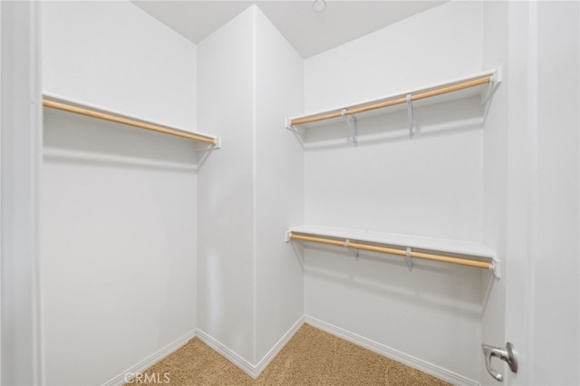 spacious closet featuring carpet floors