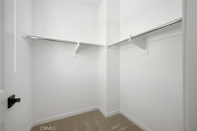 spacious closet featuring carpet floors