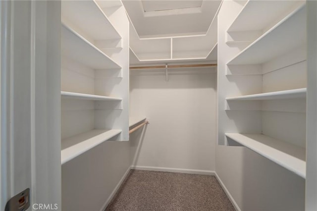 walk in closet featuring carpet floors