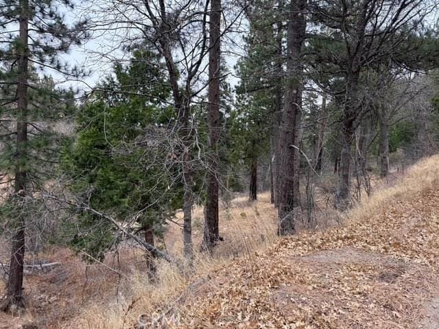 view of local wilderness