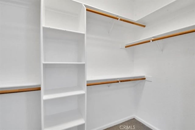 spacious closet featuring carpet flooring