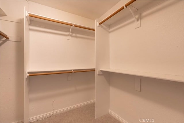 spacious closet featuring carpet floors