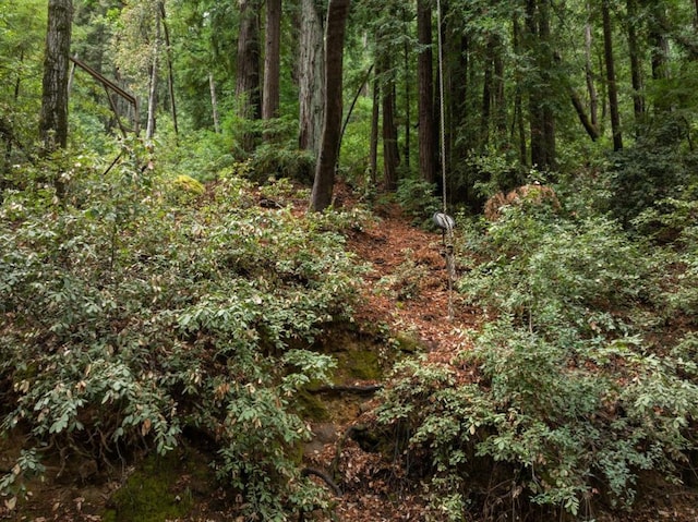 view of local wilderness