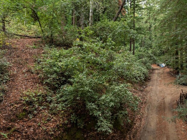 view of local wilderness