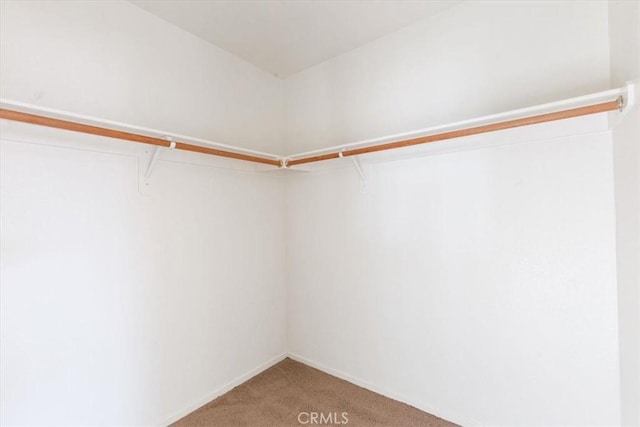 spacious closet with carpet