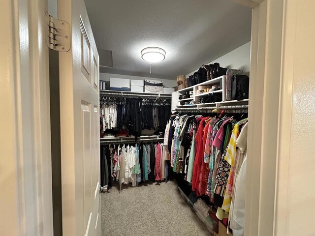 spacious closet featuring carpet flooring