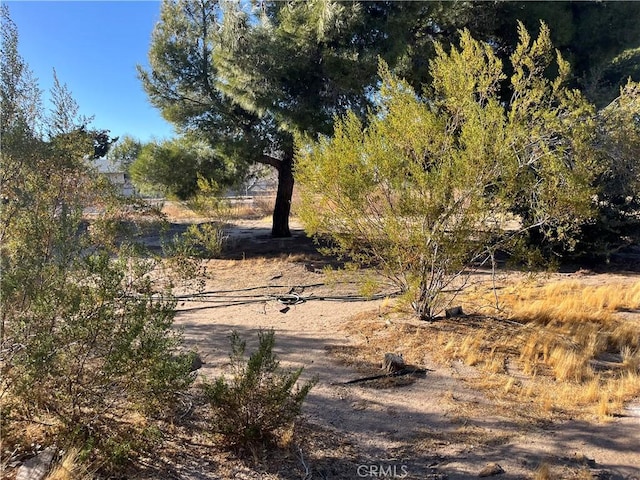 view of local wilderness