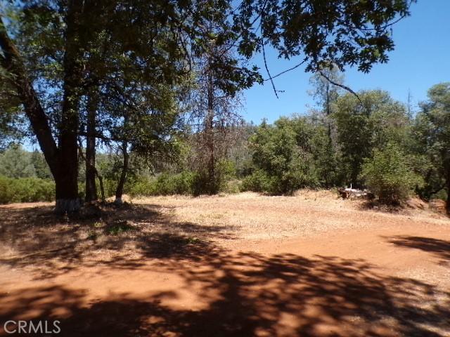 view of local wilderness