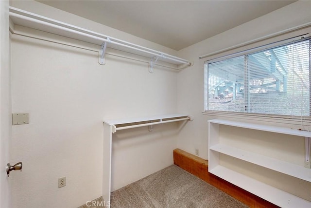 spacious closet featuring carpet floors