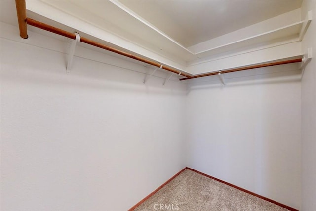 spacious closet featuring carpet flooring