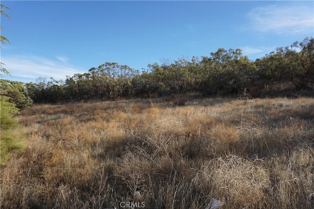 view of local wilderness