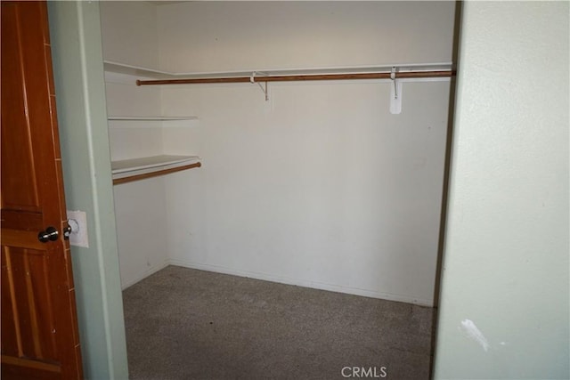 spacious closet featuring carpet floors