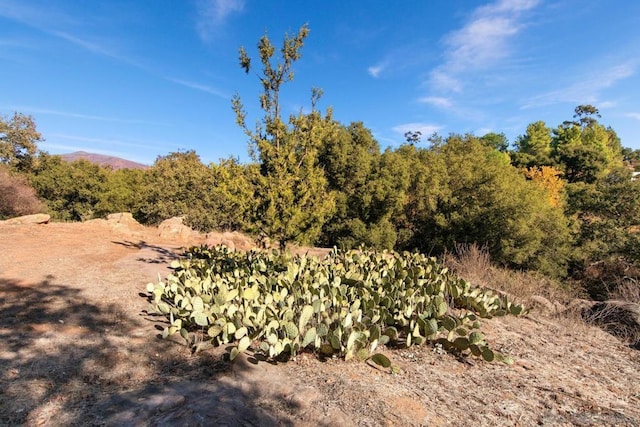 view of local wilderness