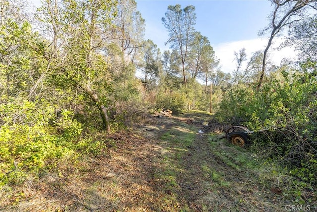 view of local wilderness