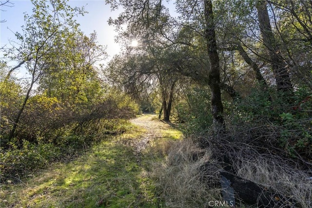 view of local wilderness