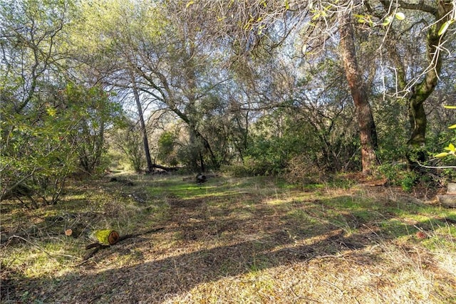 view of local wilderness