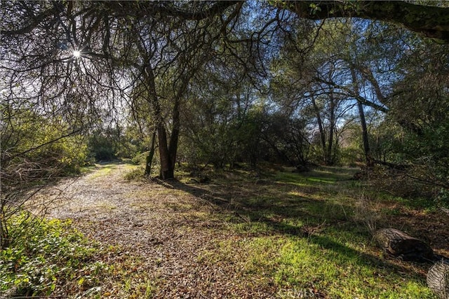 view of local wilderness