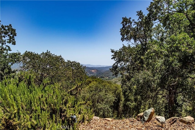 view of local wilderness