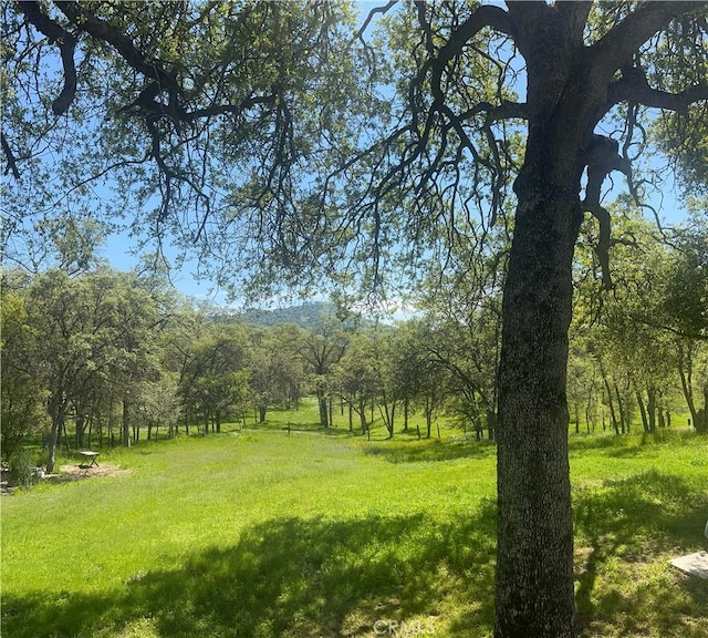 view of yard featuring a forest view