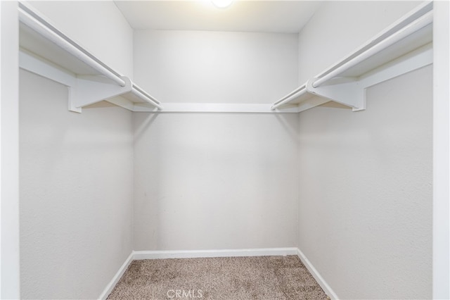 walk in closet with carpet floors