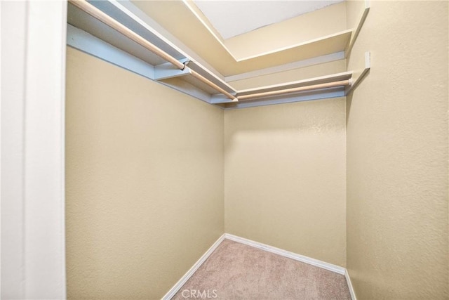 walk in closet with light carpet