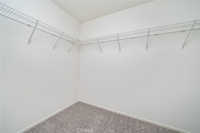 spacious closet featuring carpet flooring