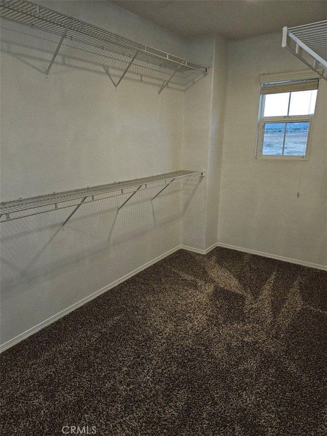 walk in closet with carpet