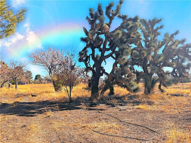 40836 36th St W, Palmdale, CA 93551 - view of yard