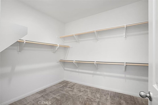 spacious closet featuring carpet floors