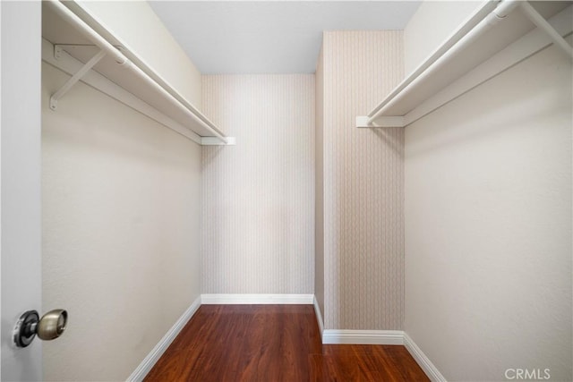 spacious closet featuring dark wood finished floors