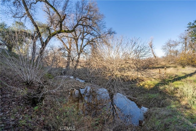 view of local wilderness