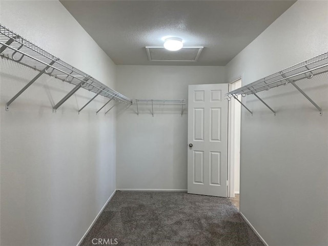 spacious closet with carpet flooring