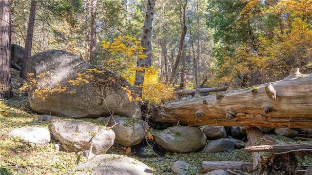 view of local wilderness