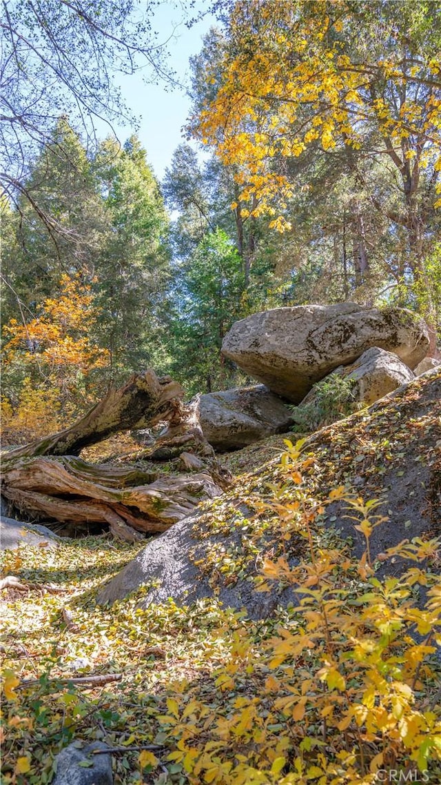 view of local wilderness