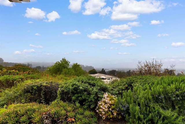 view of local wilderness