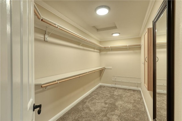 walk in closet featuring carpet