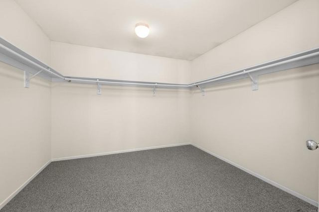 spacious closet featuring carpet flooring