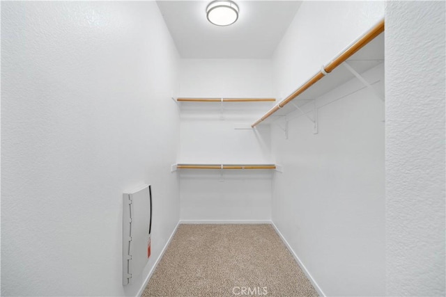 spacious closet featuring carpet flooring