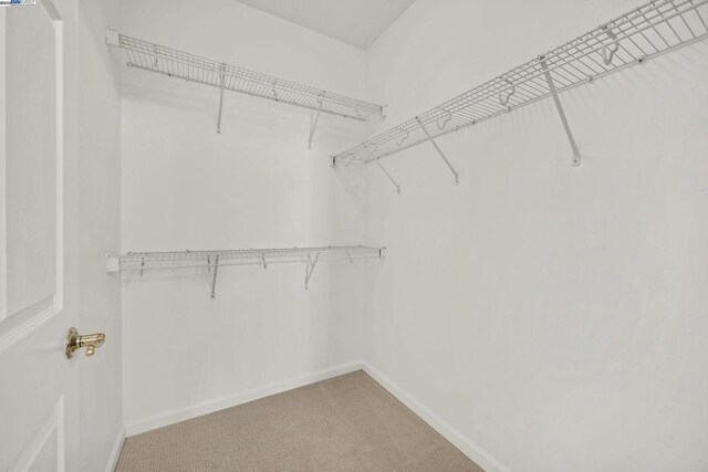 spacious closet featuring carpet