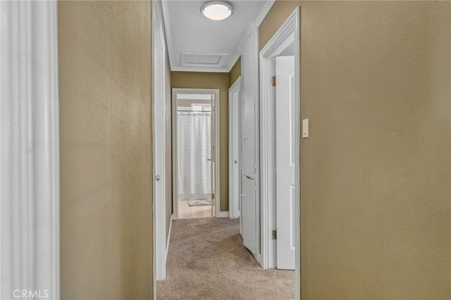 hall with ornamental molding and light colored carpet