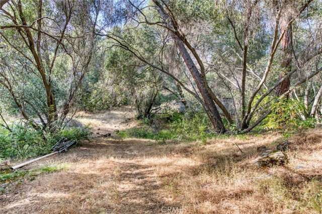 view of local wilderness