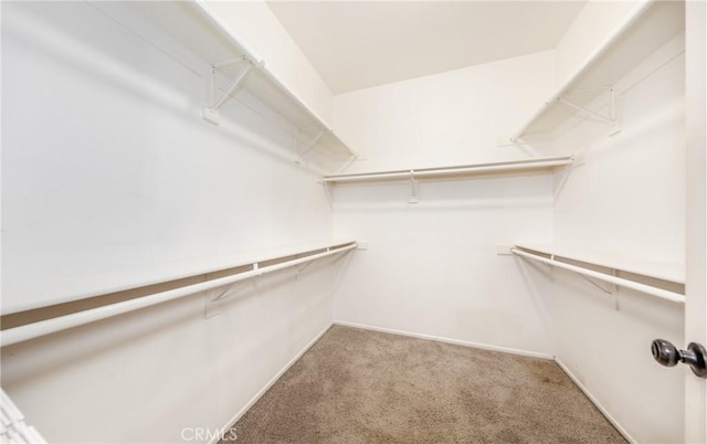 spacious closet featuring carpet floors