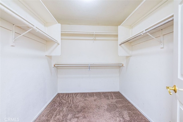 walk in closet with carpet floors