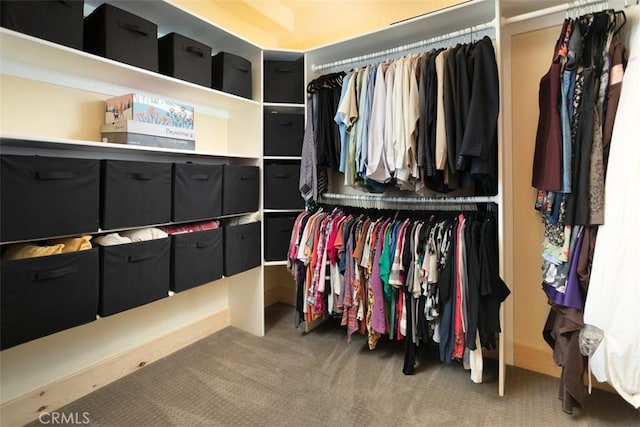 spacious closet featuring carpet flooring