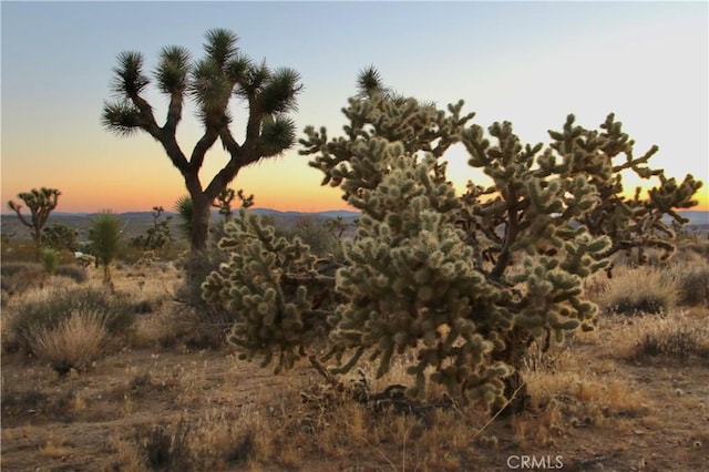 7635 La Contenta Rd, Joshua Tree CA, 92284 land for sale