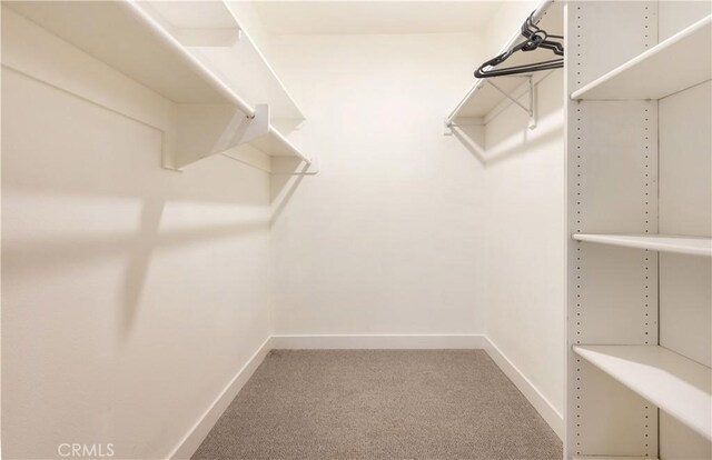 spacious closet featuring carpet flooring