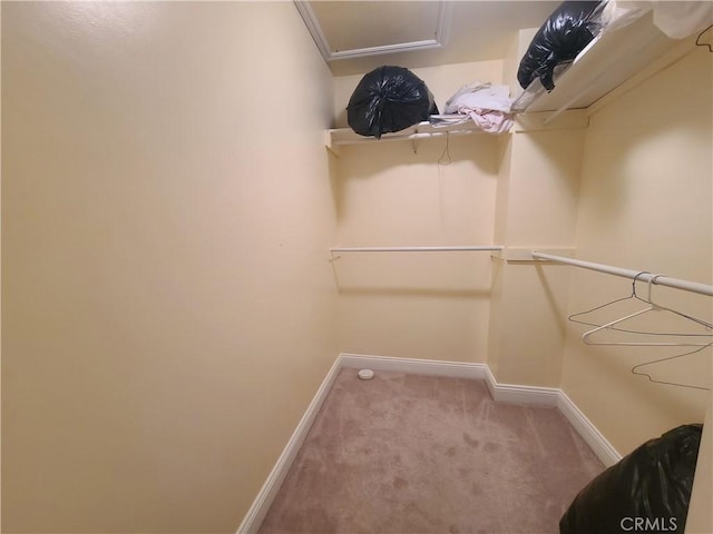 walk in closet featuring carpet floors