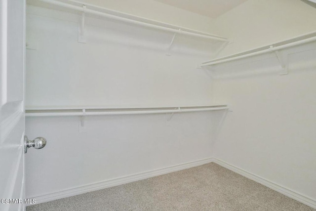 spacious closet featuring carpet flooring